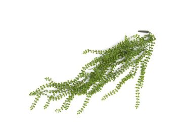 Dekoracija, Ficus pumila