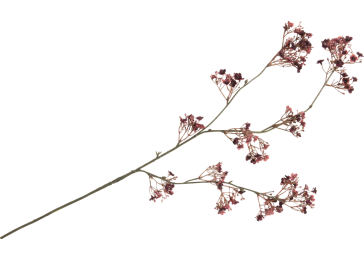 Dekoracija, Gypsophilia 