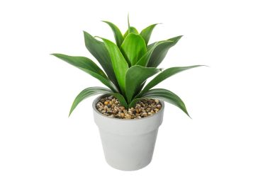 Dekoracija, Aloe vera