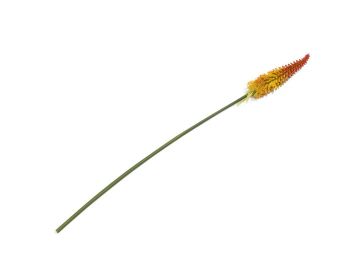 Dekoracija, Kniphofia