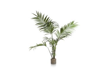 Dekoracija, Kentia palm