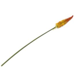 Dekoracija, Kniphofia