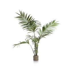 Dekoracija, Kentia palm